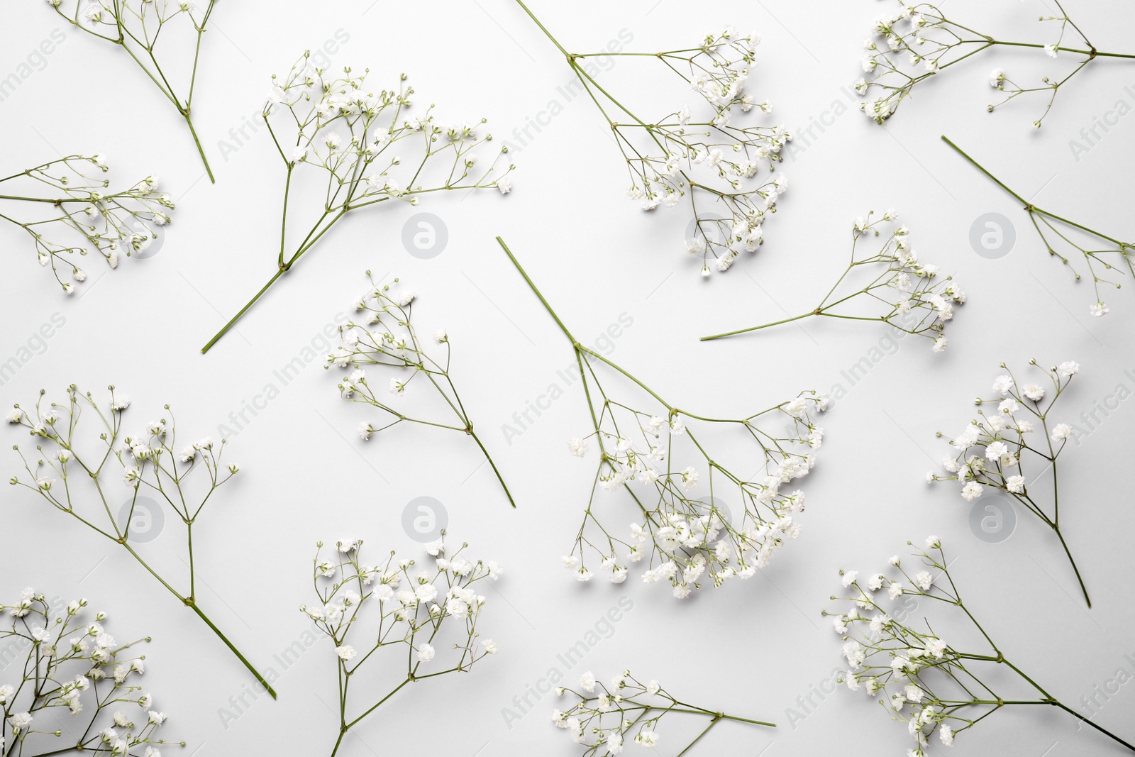 Photo of Beautiful gypsophila flowers on white background, flat lay
