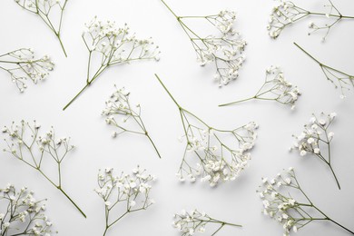 Beautiful gypsophila flowers on white background, flat lay