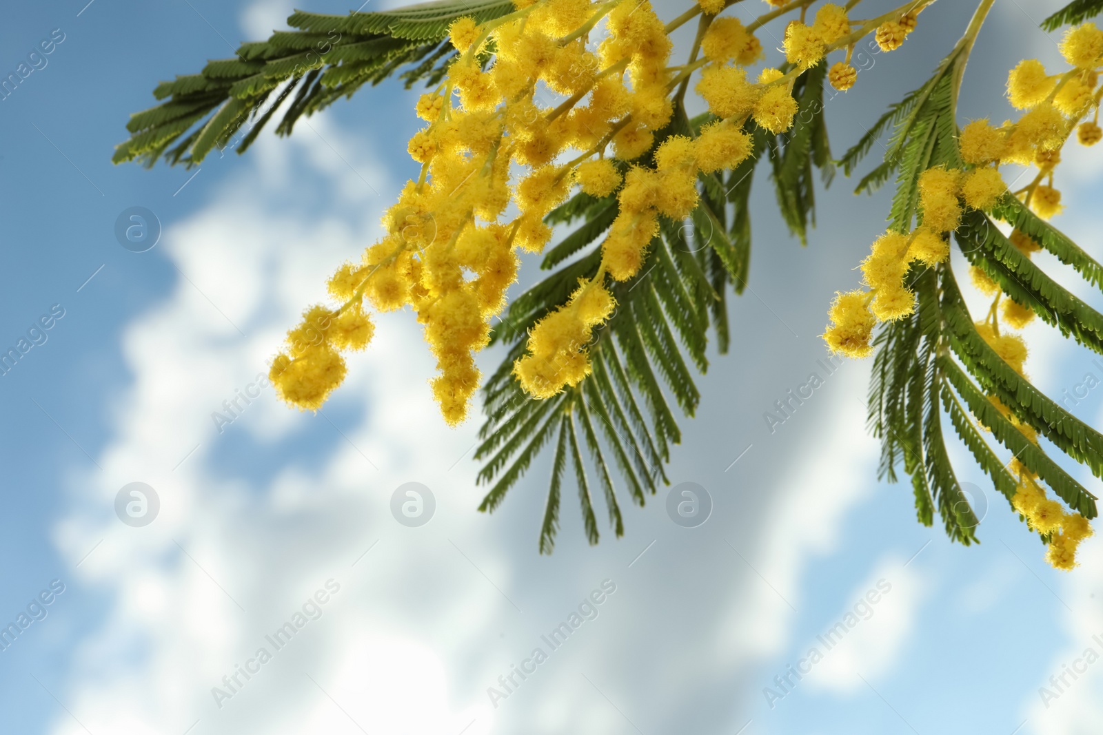 Photo of Beautiful branch with mimosa flowers against blue sky
