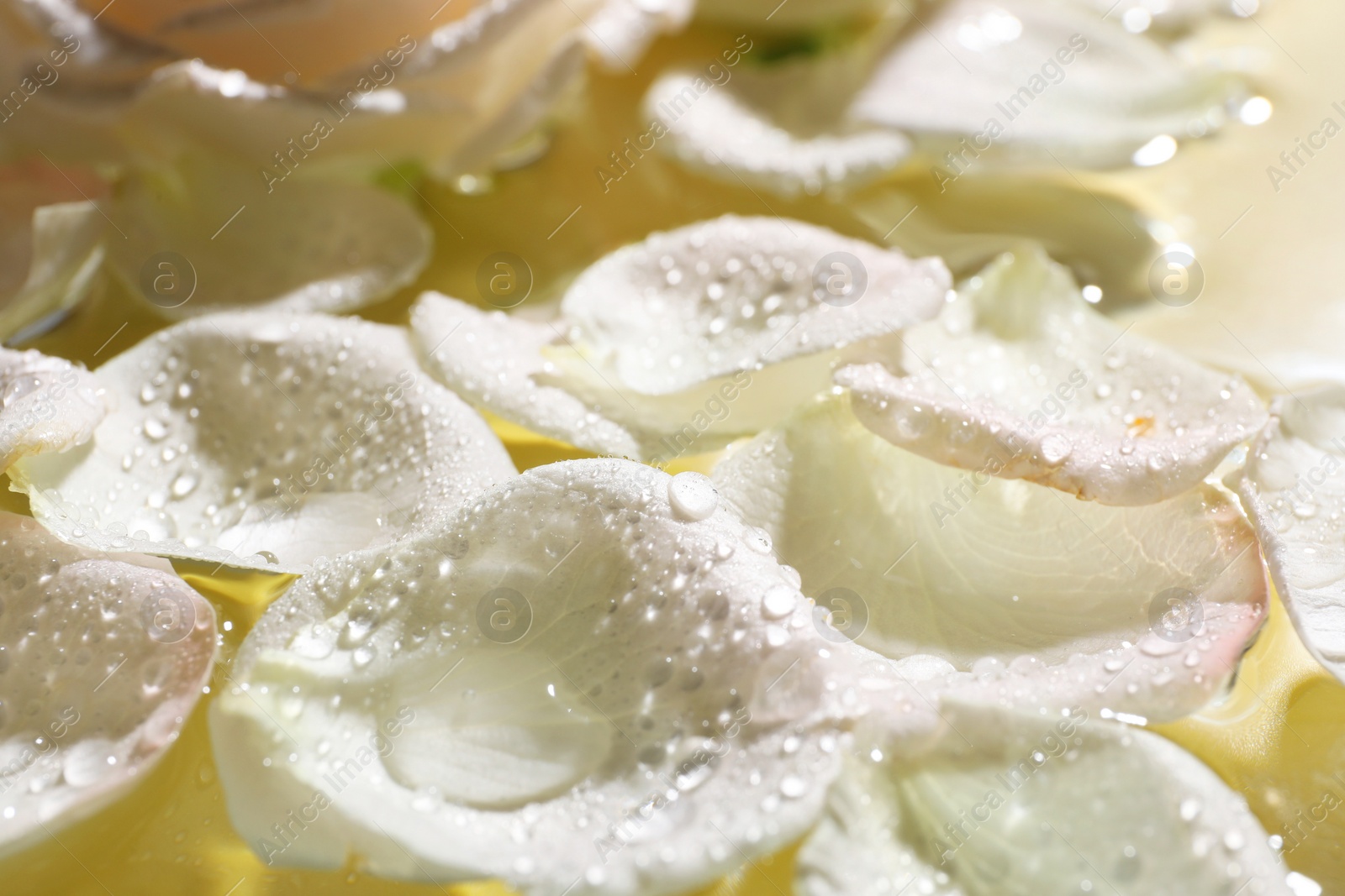 Photo of Beautiful rose petals on water, closeup view