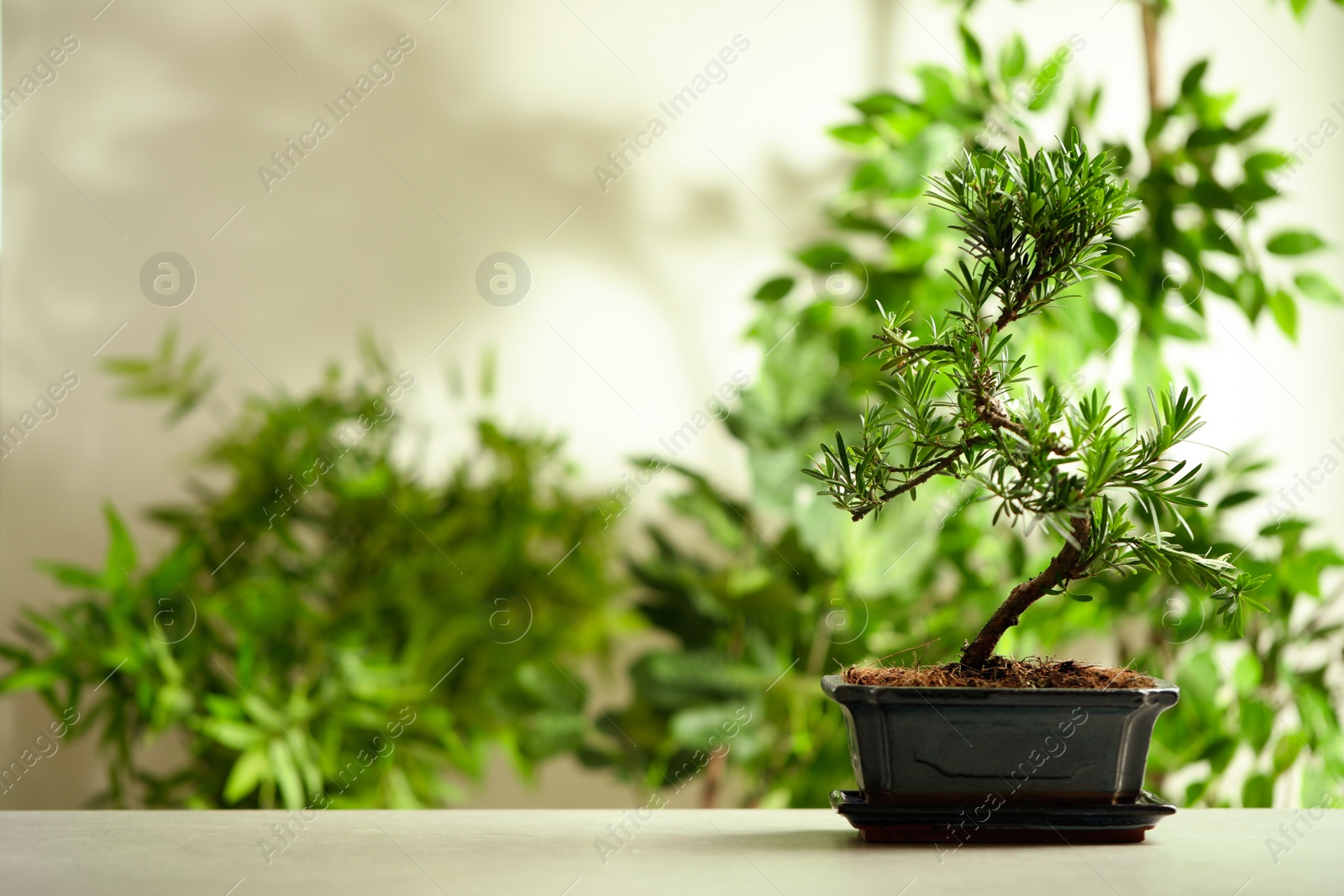 Photo of Japanese bonsai plant on light table, space for text. Creating zen atmosphere at home