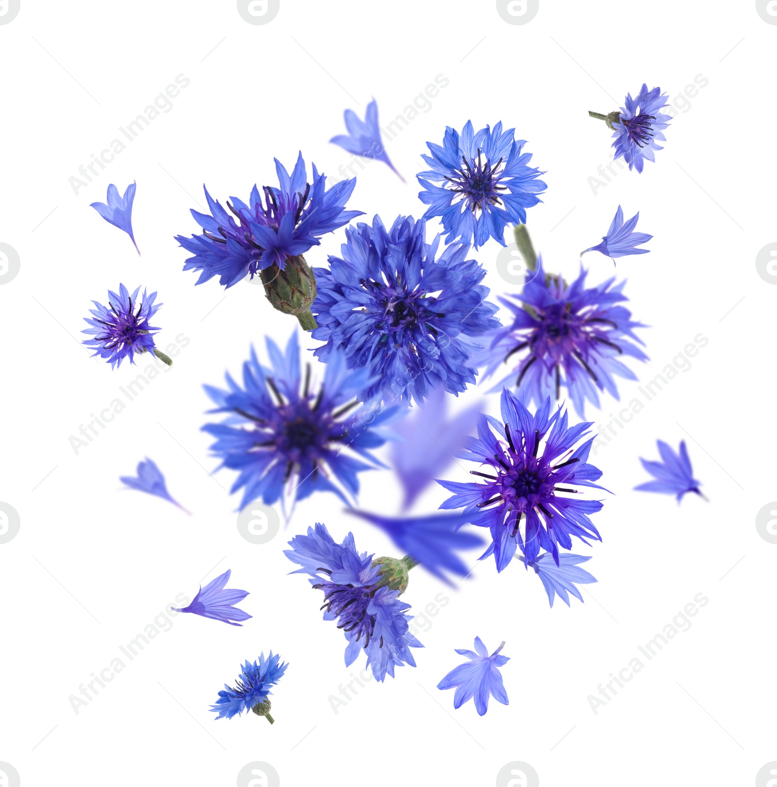 Image of Bright blue cornflowers in air on white background