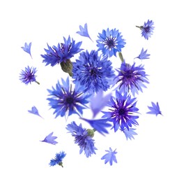 Image of Bright blue cornflowers in air on white background