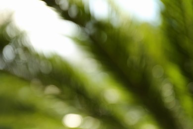 Blurred view of palm leaves on sunny day outdoors. Bokeh effect