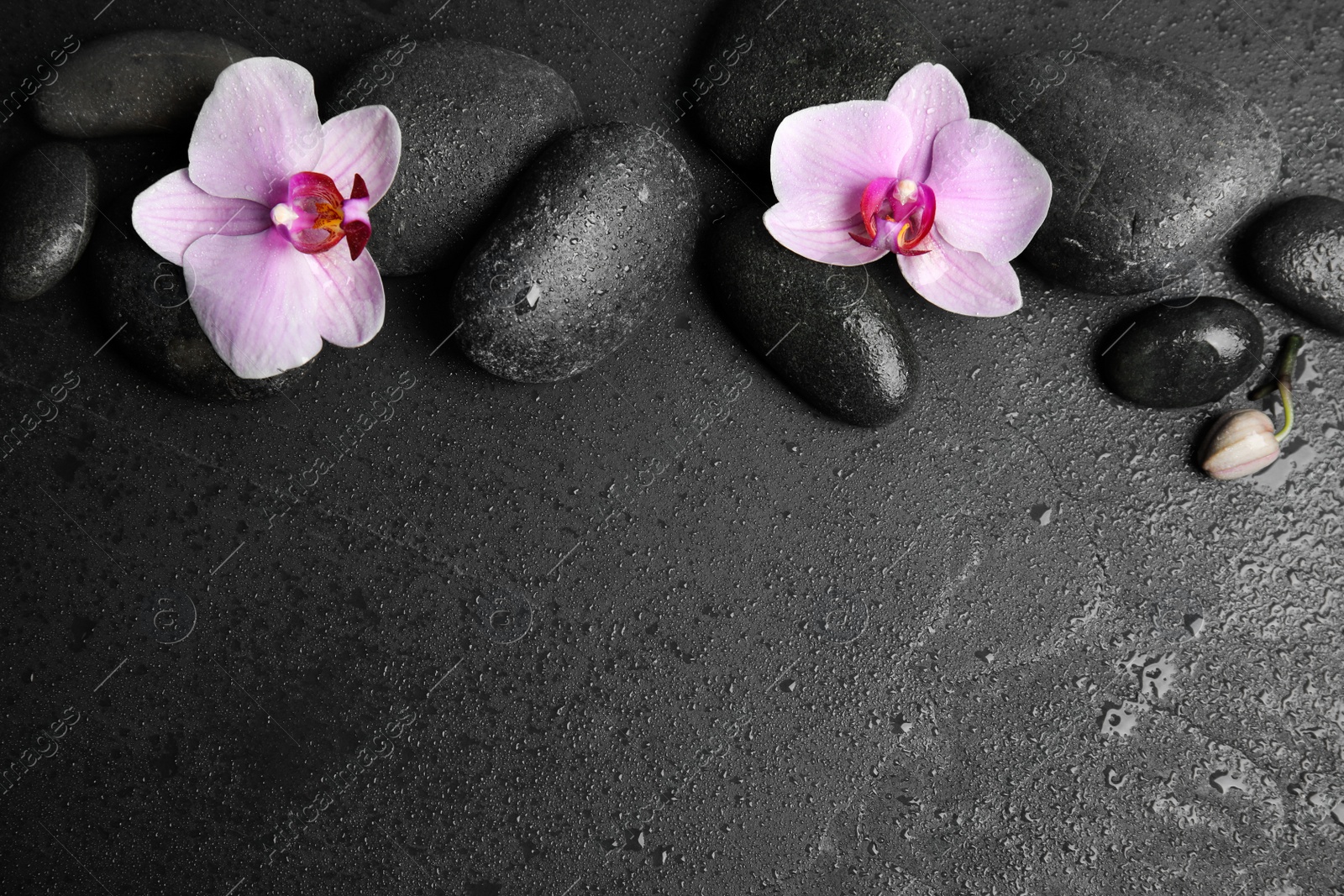 Photo of Stones with orchid flowers and space for text on wet black background, flat lay. Zen lifestyle