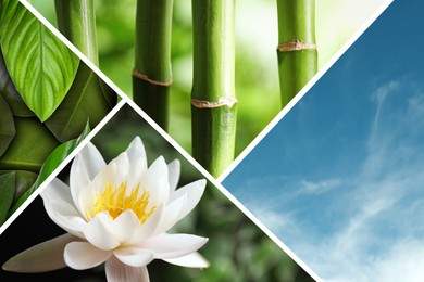 Image of Sky, lotus flower, bamboo stems and green leaves, collage