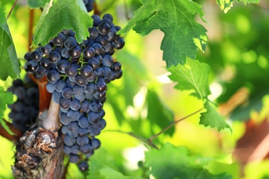 Photo of Fresh ripe juicy grapes growing in vineyard