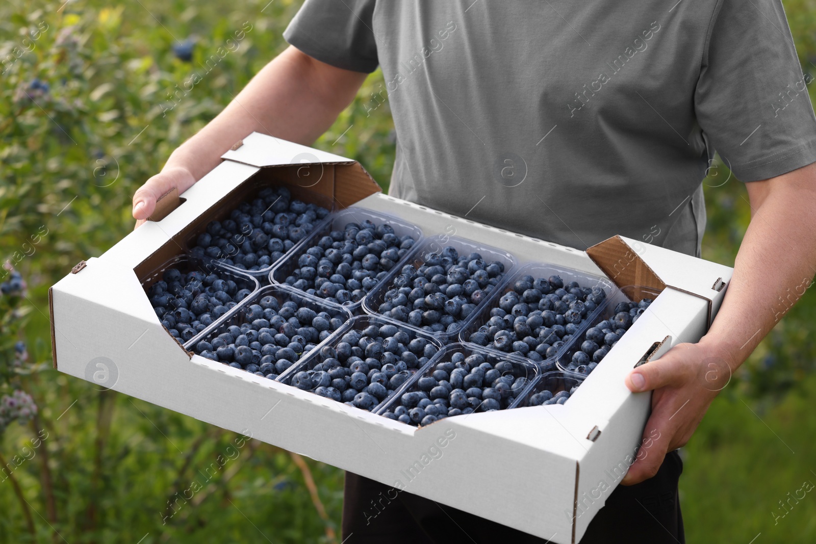 Photo of Man holding box with containers of fresh blueberries outdoors, closeup. Seasonal berries