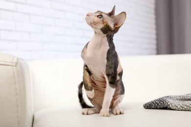 Adorable Sphynx cat on sofa at home. Cute friendly pet