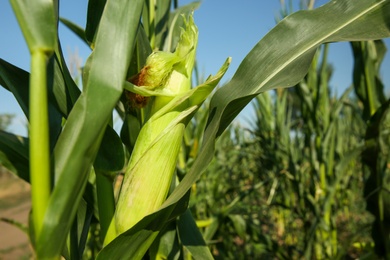 Ripe corn cob in field on sunny day, closeup