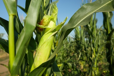 Photo of Ripe corn cob in field on sunny day, closeup