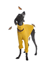 Image of Italian Greyhound dog and butterflies on white background