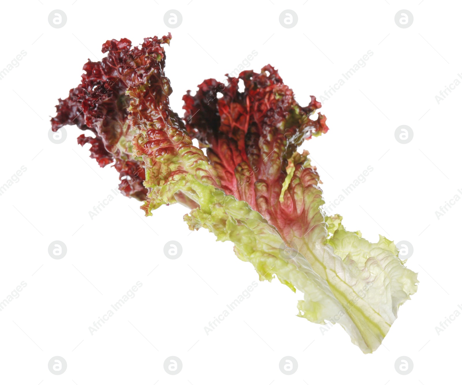 Photo of Leaf of fresh red coral lettuce isolated on white