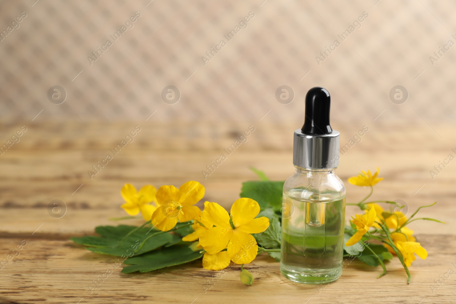 Photo of Bottle of natural celandine oil near flowers on wooden table, space for text