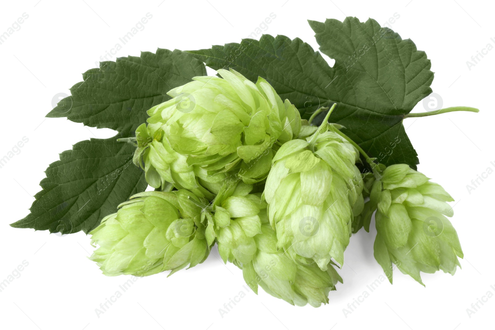 Photo of Fresh ripe green hops on white background