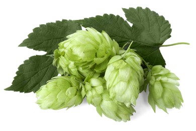 Fresh ripe green hops on white background