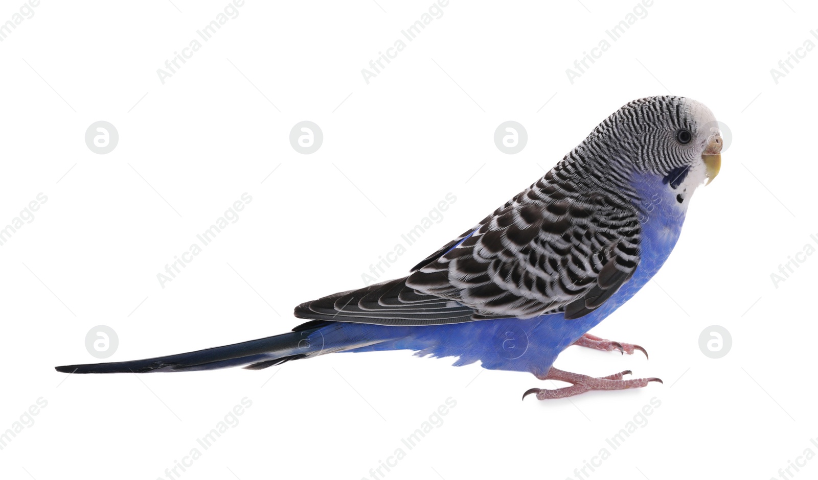 Photo of Beautiful parrot isolated on white. Exotic pet