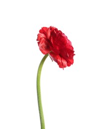 Beautiful fresh ranunculus flower isolated on white