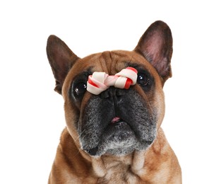 Image of Cute French bulldog with bone dog treat on nose against white background