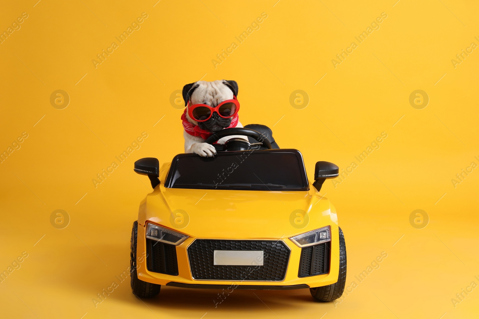 Photo of Funny pug dog with sunglasses in toy car on yellow background