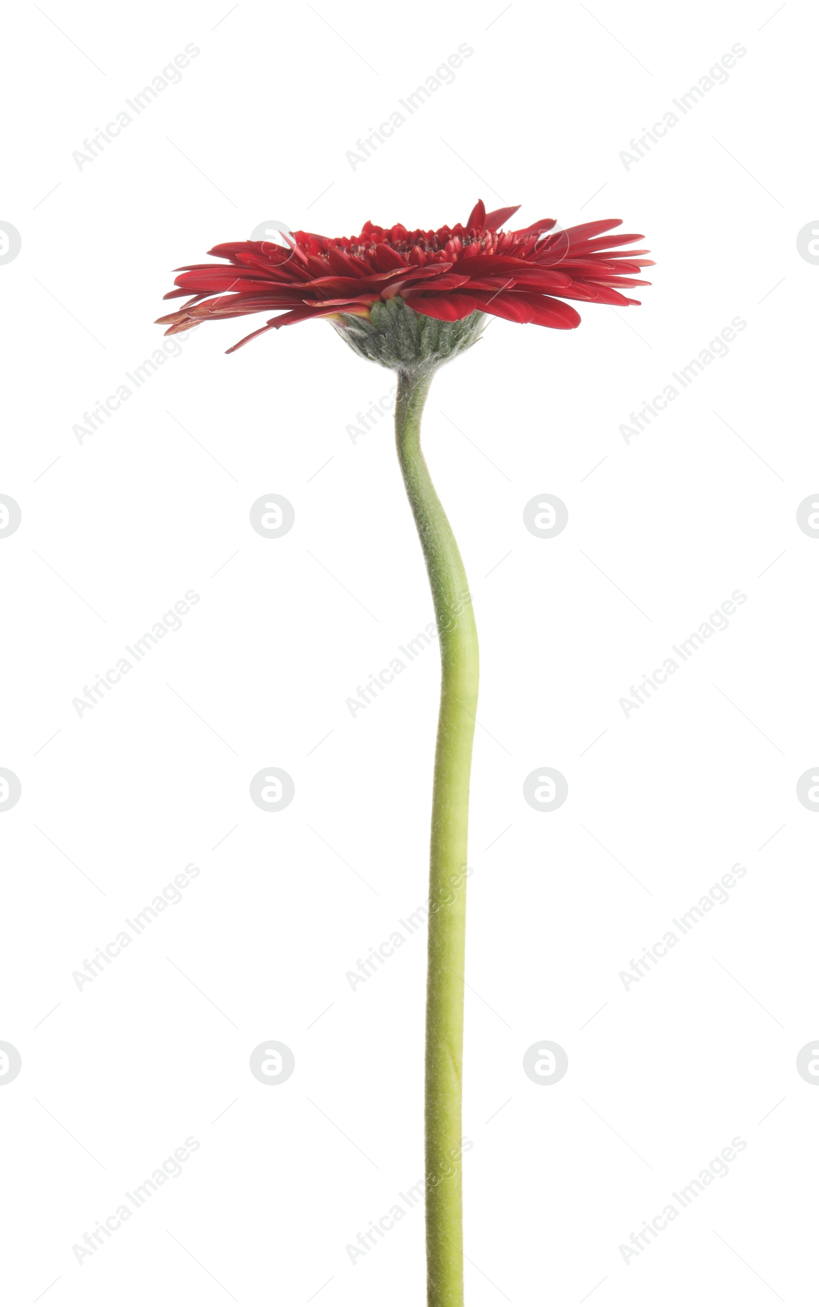 Photo of Beautiful red gerbera flower on white background