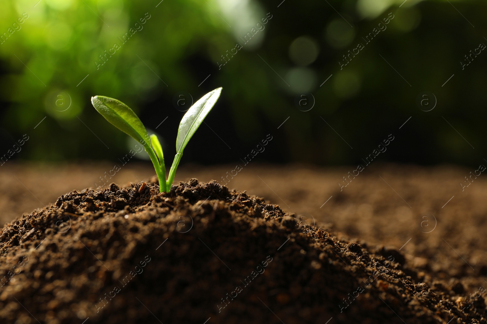 Photo of Young seedling in soil on blurred background, space for text