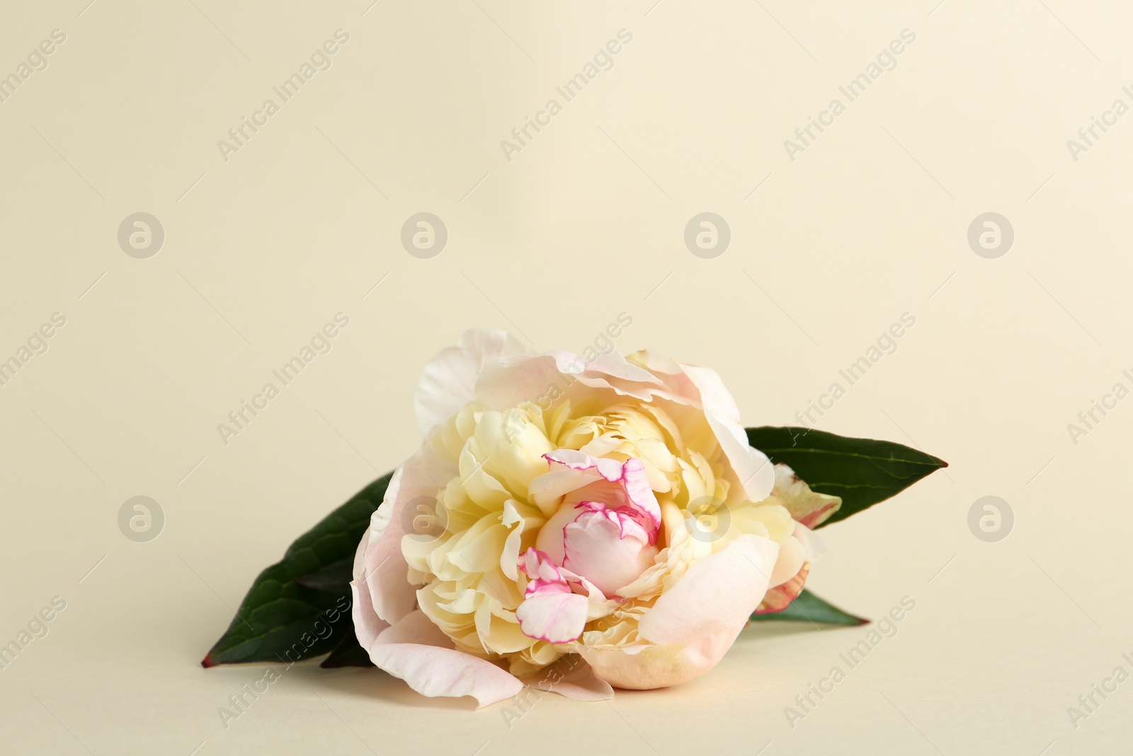 Photo of Beautiful fragrant peony flower on beige background