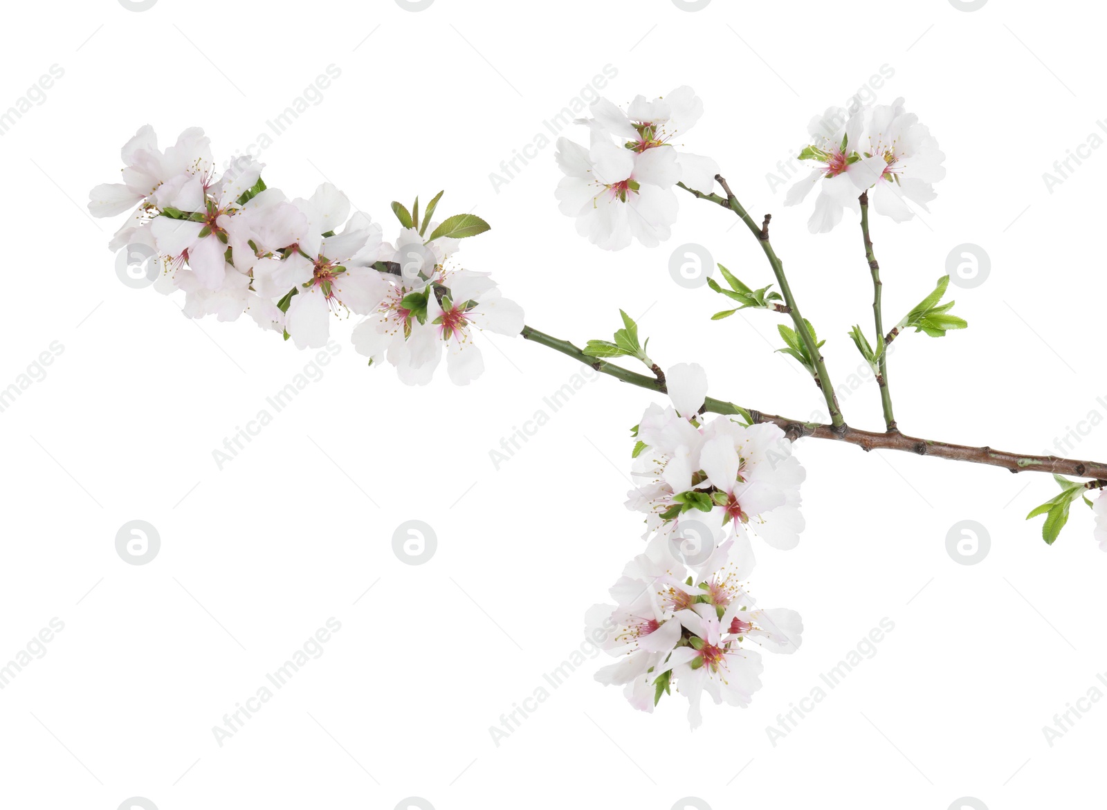 Photo of Beautiful blossoming tree branch with flowers isolated on white. Spring season