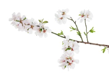 Beautiful blossoming tree branch with flowers isolated on white. Spring season