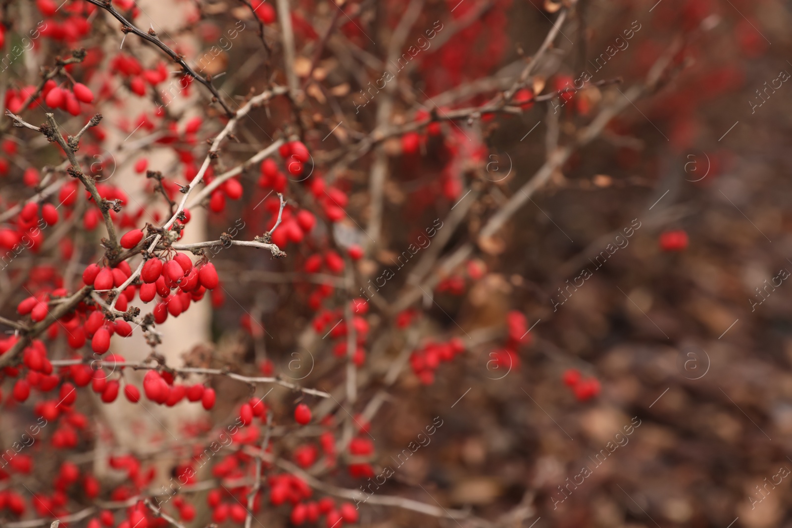 Photo of Branches with red berries outdoors, space for text