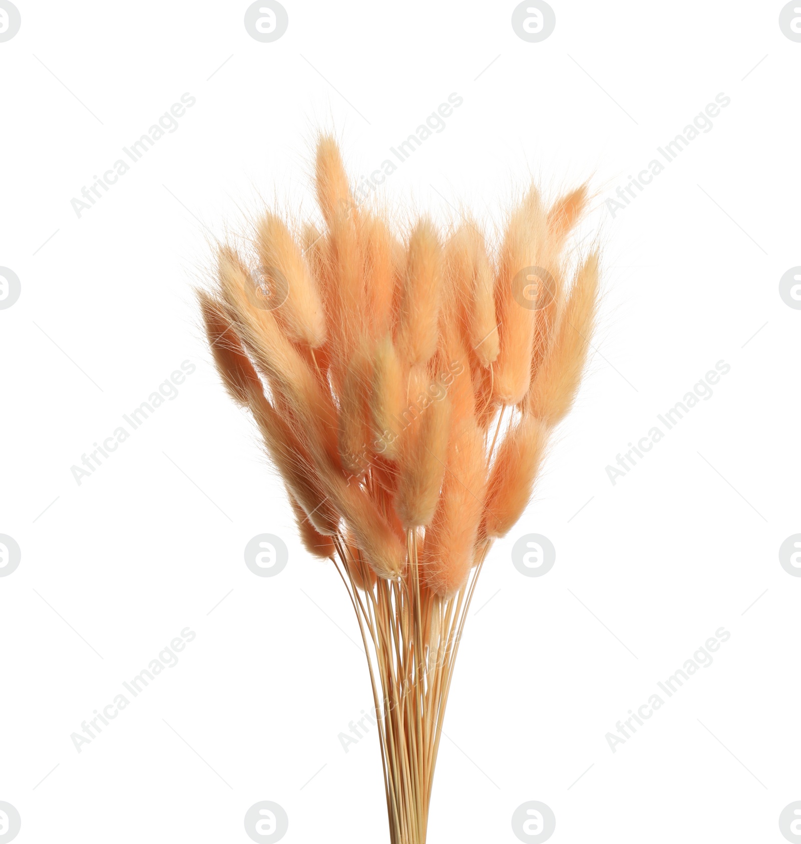 Photo of Bouquet of dried flowers on white background