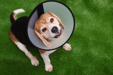 Photo of Adorable Beagle dog wearing medical plastic collar on green grass, above view. Space for text