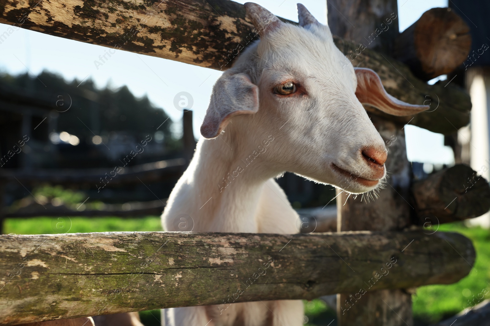 Photo of Cute goat inside of paddock at farm