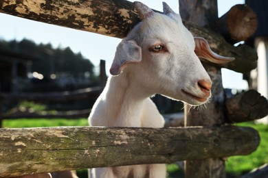 Photo of Cute goat inside of paddock at farm