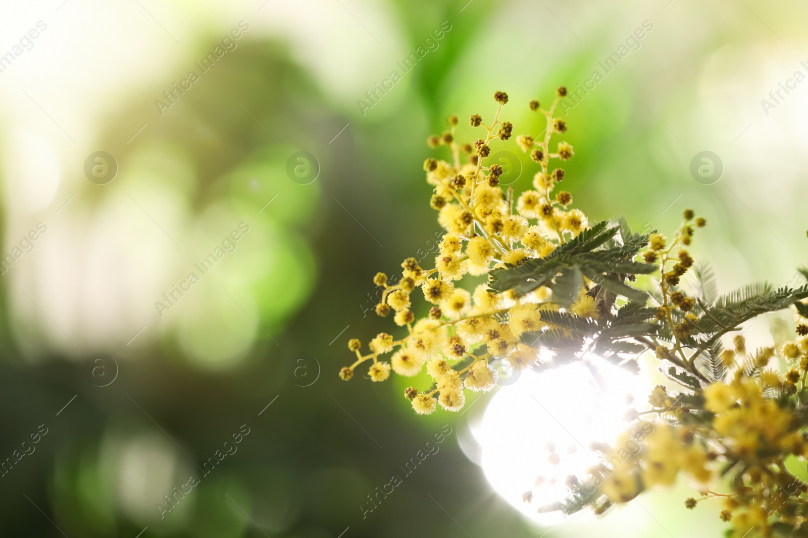 Photo of Beautiful mimosa plant on blurred background, closeup. Space for text