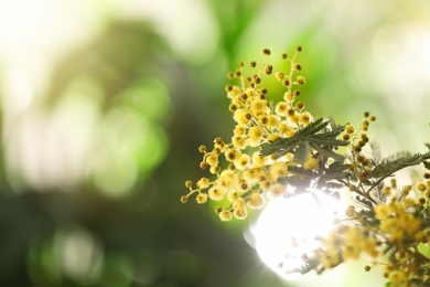 Photo of Beautiful mimosa plant on blurred background, closeup. Space for text
