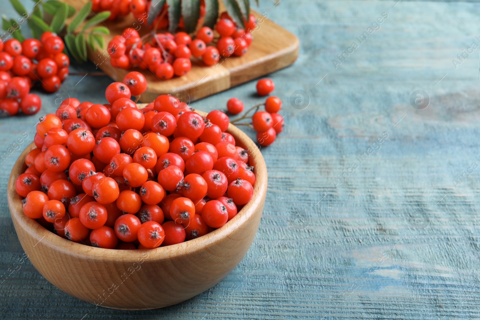 Photo of Fresh ripe rowan berries in wooden bowl on light blue table, space for text