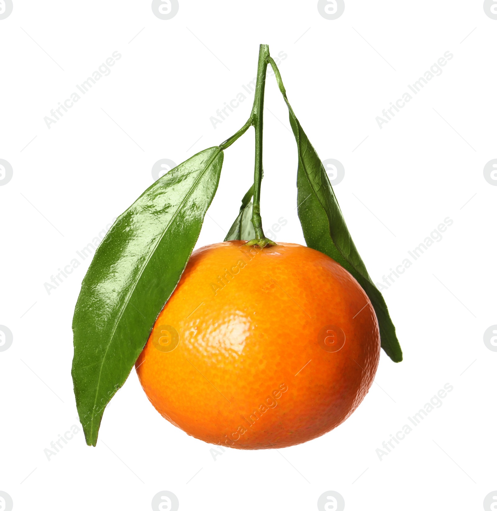 Photo of One fresh tangerine with green leaves isolated on white