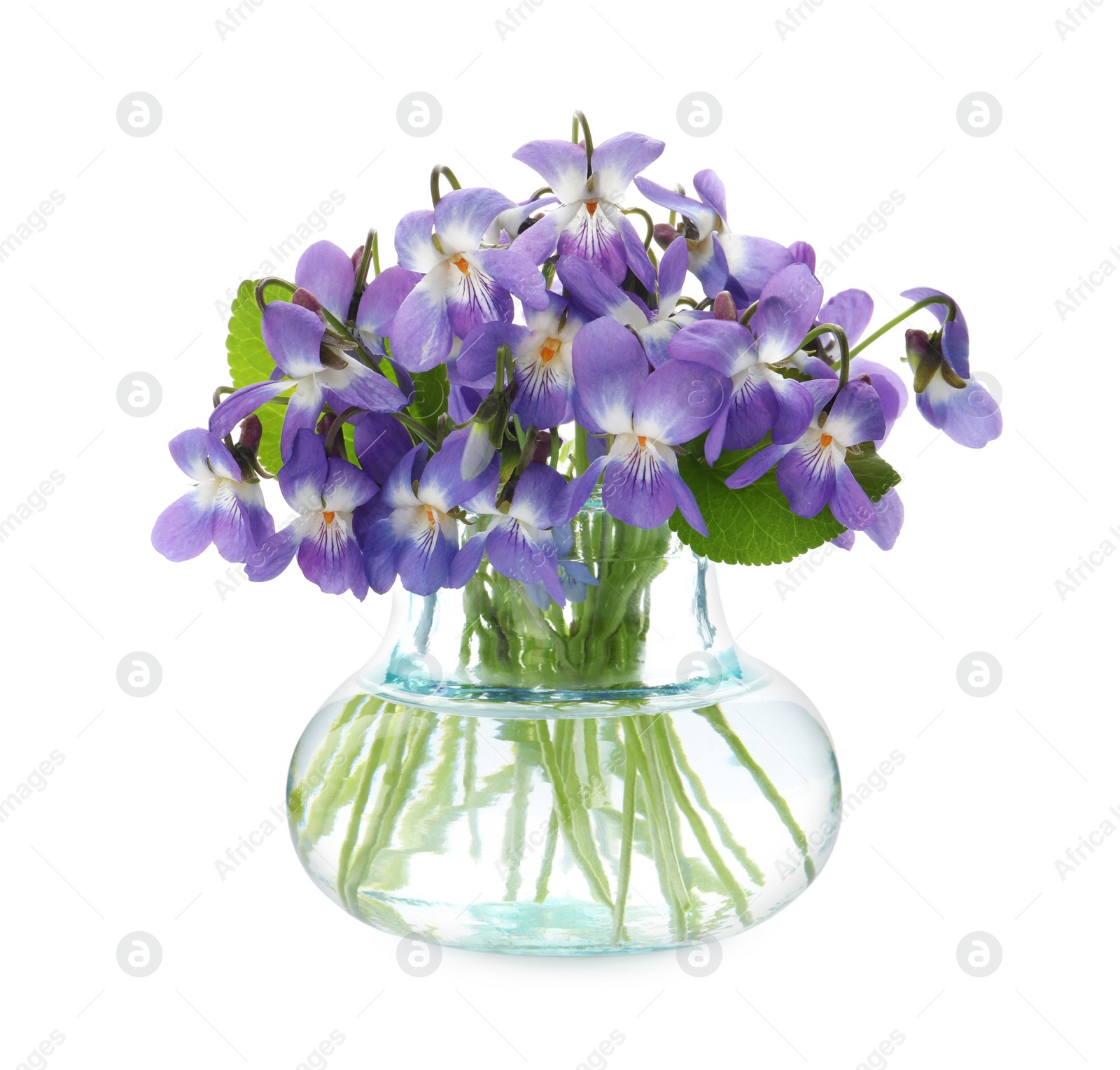 Photo of Beautiful wood violets in glass vase on white background. Spring flowers