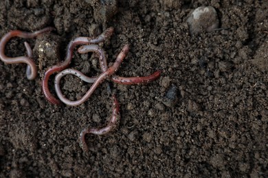 Photo of Many earthworms on wet soil, top view. Space for text