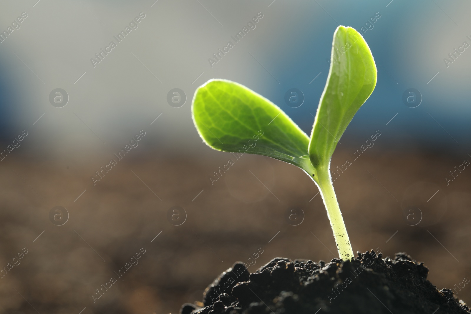 Photo of Young vegetable seedling growing in soil outdoors, space for text