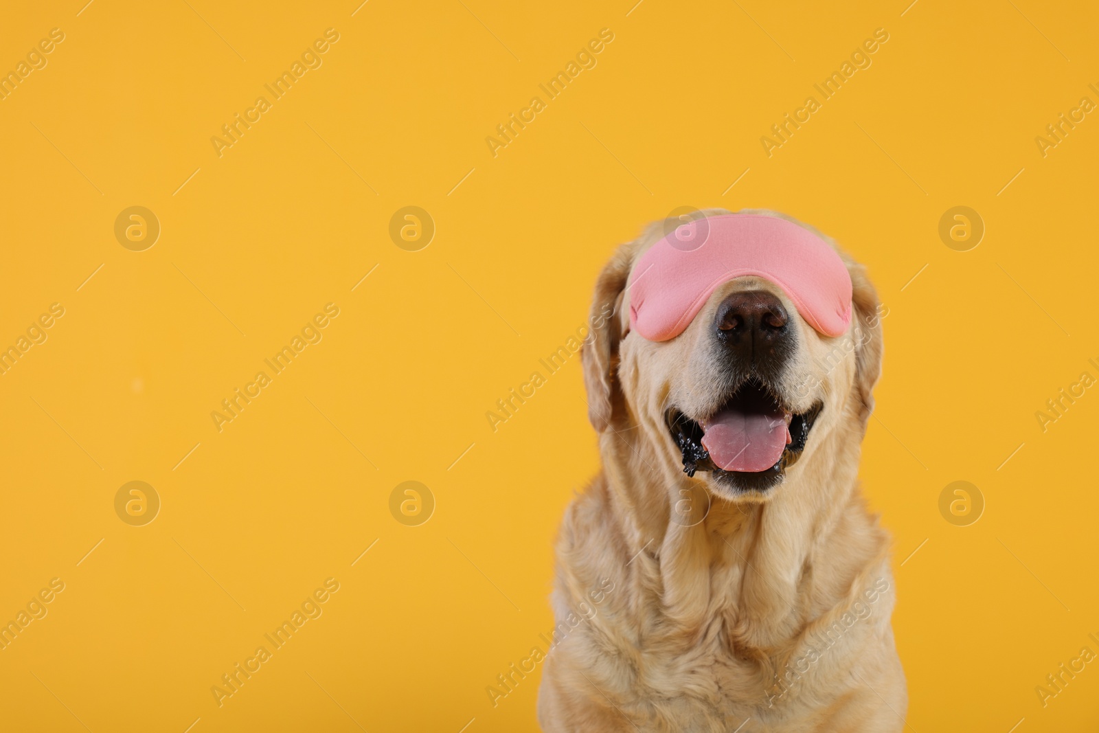 Photo of Cute Labrador Retriever with sleep mask on yellow background, space for text