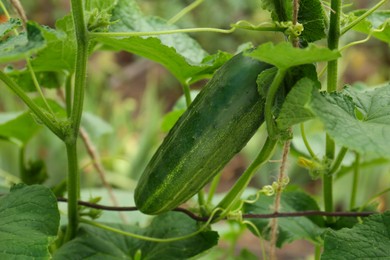 Photo of Cucumber ripening on bush against blurred background, closeup