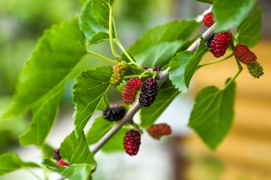 Photo of Closeup view of mulberry tree with ripening berries outdoors