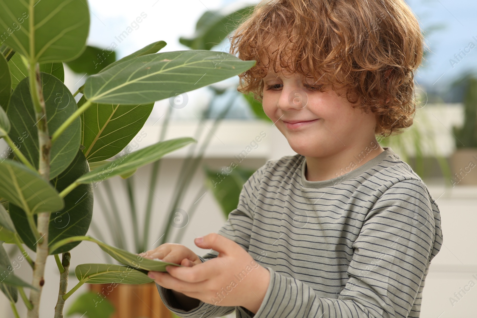 Photo of Little boy wiping plant's leaves with cotton pad at home. House decor