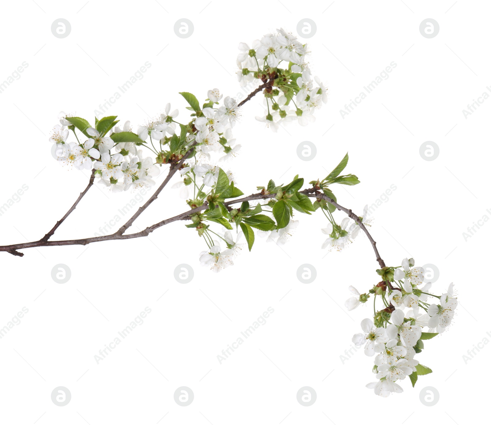 Photo of Spring branch with beautiful blossoms and leaves isolated on white