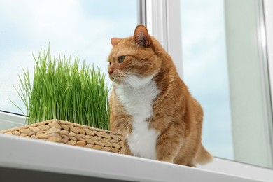 Photo of Cute ginger cat near green grass on windowsill indoors