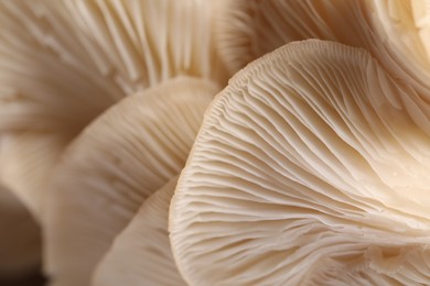 Photo of Macro view of fresh oyster mushrooms as background