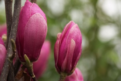 Photo of Beautiful buds of magnolia tree on blurred background, closeup. Space for text