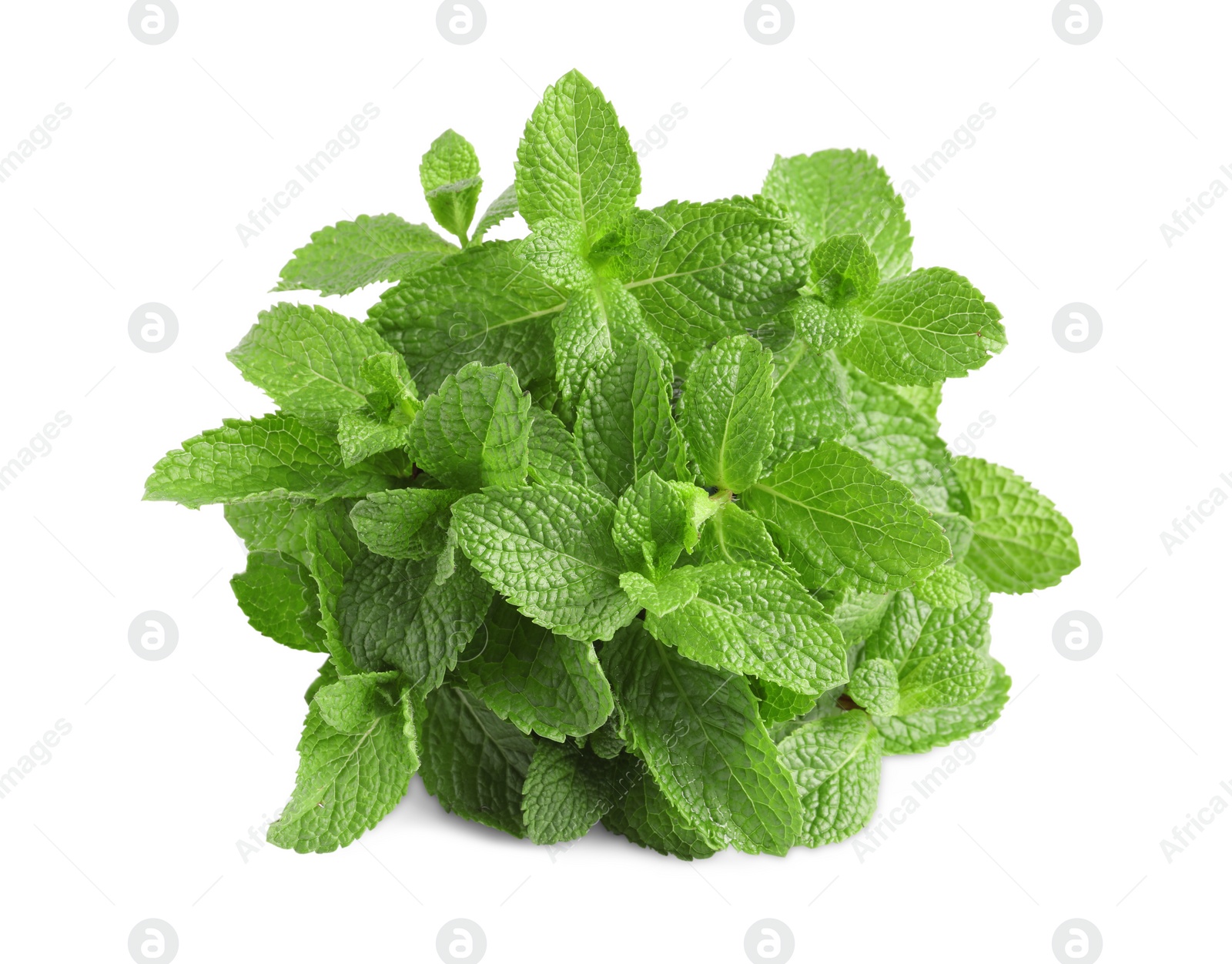 Photo of Fresh mint plant with green leaves isolated on white